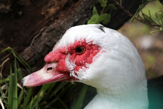 容易导致其 容易导致其